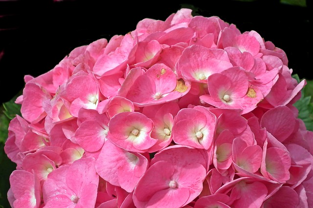 růžová hortenzie